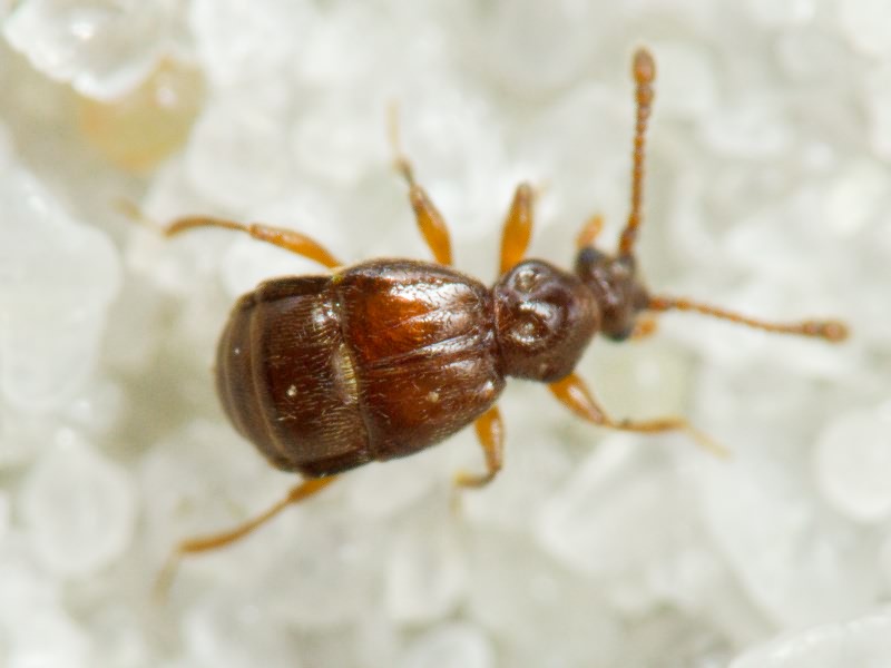 Brachygluta fossulata (Reichenbach, 1816)